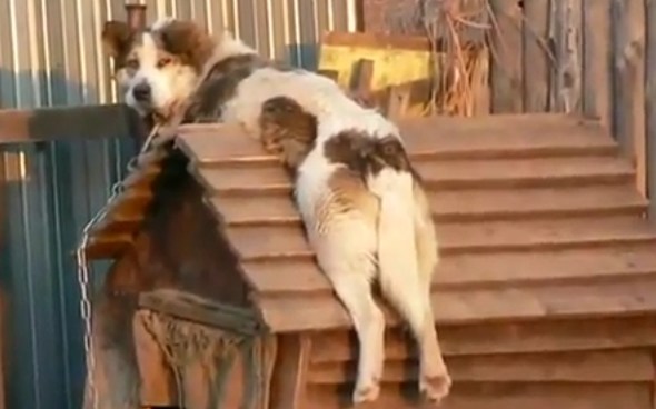 変わった犬小屋の使い方で完全にくつろぐリラックスモード犬がカワイイ コモンポストムービー