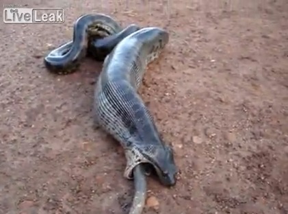 丸呑み ヘビ 【動画】衝撃、ヘビの口から大きなウシ科動物