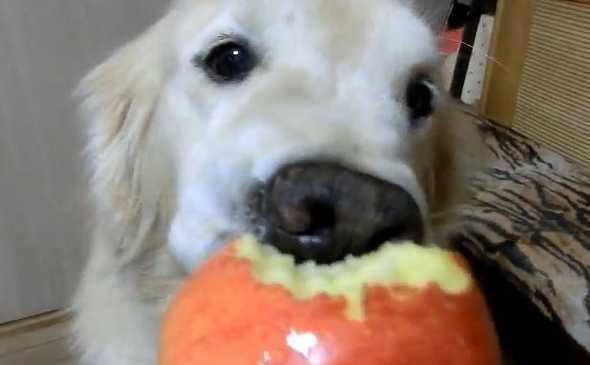 リンゴ一個をそのまま丸かじりで食べてしてしまうりんご丸かじり犬がカワイイ コモンポストムービー