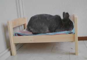 Ikeaの人形用ベッドでウサギ専用のベッドを作ってみた コモンポストムービー