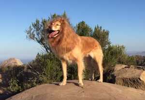 たてがみを装着してライオンと化したゴールデン レトリバー犬の躍動感が素晴らしい コモンポストムービー