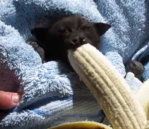 大きなバナナを口いっぱいに頬張るコウモリの赤ちゃんがカワイイ コモンポストムービー